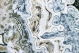 Multi-Colored, Orbicular Ocean Jasper Slab - New Deposit! #206841-1